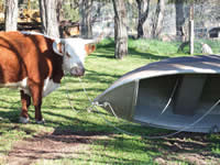 'Molasses' going boating